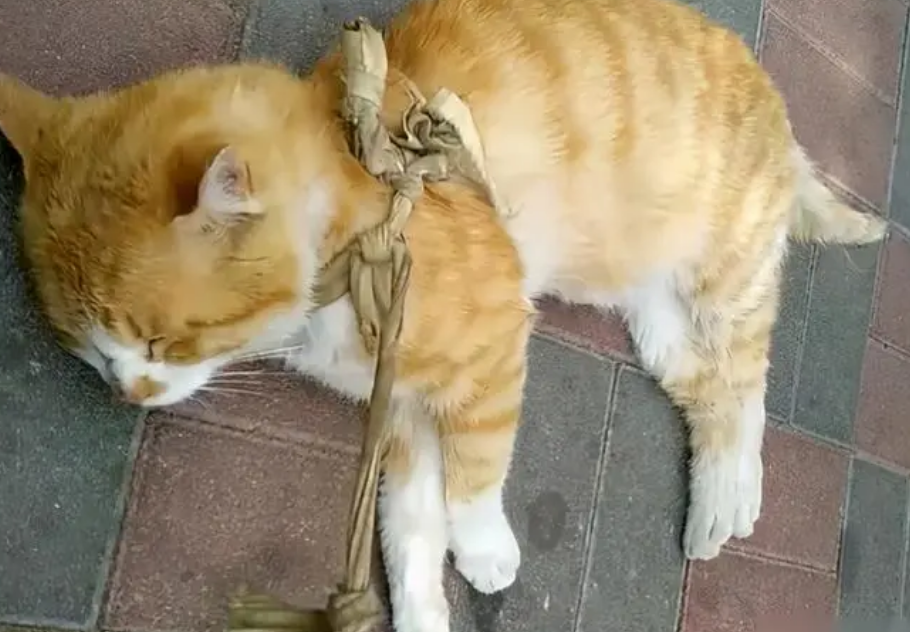 死掉的猫埋了真会自己出来吗