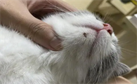 猫咪下巴有结痂怎么回事