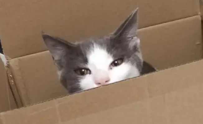 猫咪为什么很牛皮啊