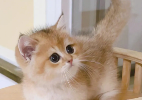 猫咪为什么会埋眼睛睡觉的原因