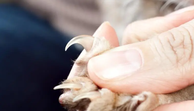 猫咪指甲为什么流血不止呢
