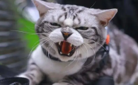 猫咪为什么疯狂攻击人呢