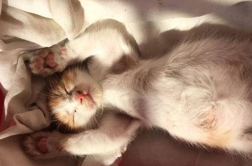 猫咪为什么突然到地板睡觉了 猫咪为什么突然到地板睡觉了