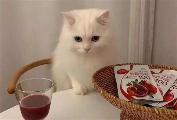 为什么女生头像是猫咪头像