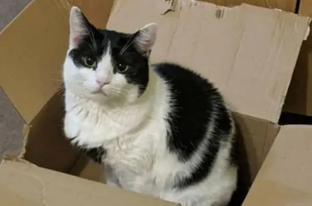 猫咪为什么需要纸箱喂食呢 猫咪为什么需要纸箱喂食呢
