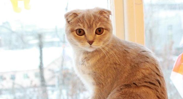 现在的猫咪为什么都闹腾了 现在的猫咪为什么都闹腾了