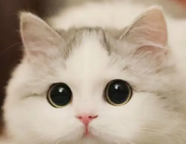 世界上真的有会笑的猫吗 世界上真的有会笑的猫吗