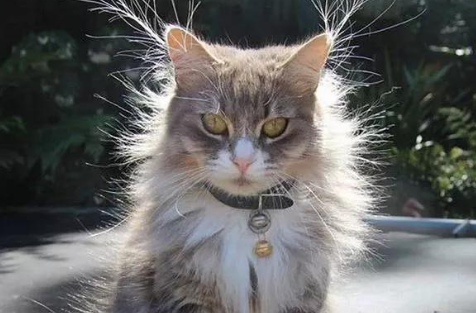猫咪静电是什么原因