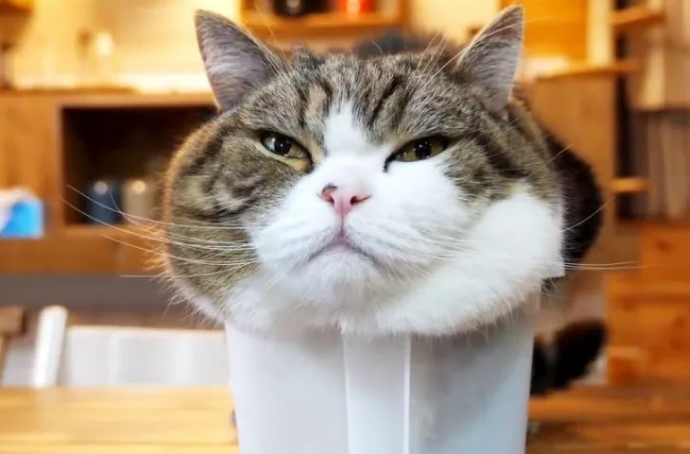 猫咪为什么能像液体一样缩起来