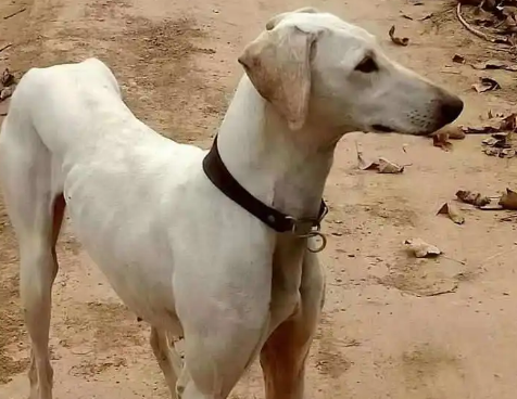 细犬怎么训练看家护院?来看看吧 细犬怎么训练看家护院?来看看吧