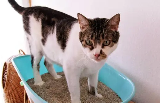 猫咪跑步后会拉稀吗为什么呢