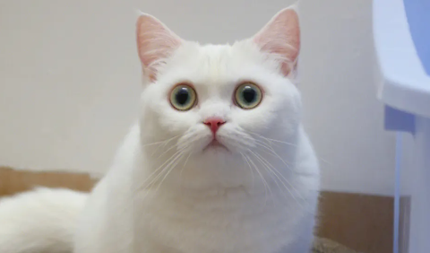 猫咪为什么突然不爱动啦呢
