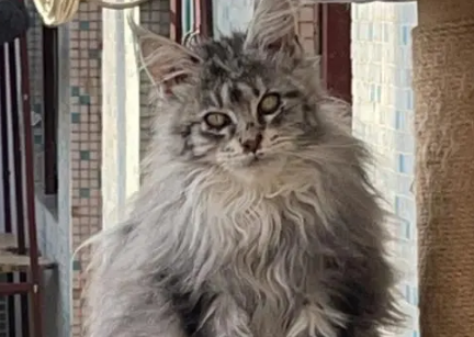 欧洲缅甸猫皮霉菌病怎么治疗？猫友可以瞧瞧~