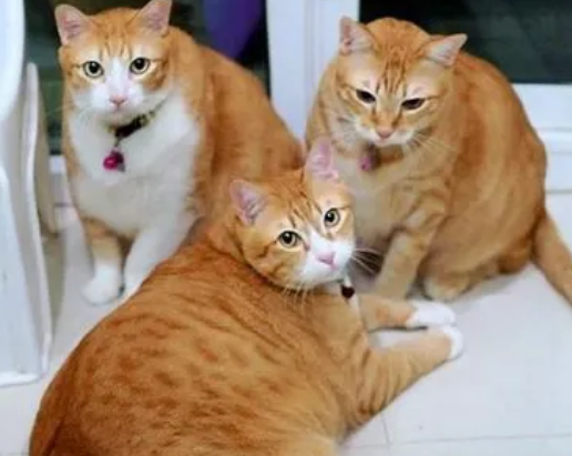 8个月的猫咪相当于人类的多少岁