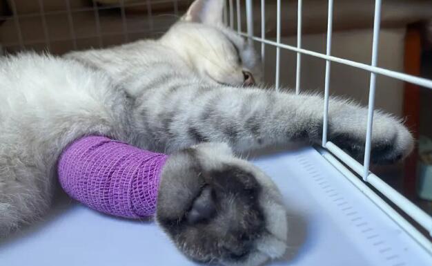 猫咪受伤了为什么不叫猫咪受伤了为什么不叫唤 猫咪受伤了为什么不叫猫咪受伤了为什么不叫唤