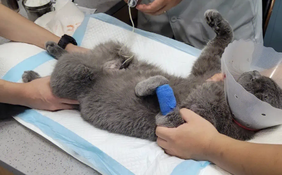 猫咪为什么要做导尿呢