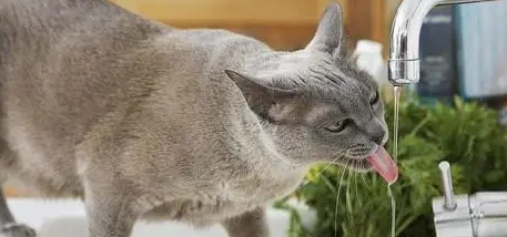 猫咪每天喝水抓人是为什么原因