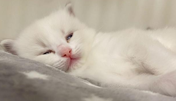 猫咪睡醒为什么呼呼叫不停