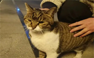 猫走丢了会想念主人吗