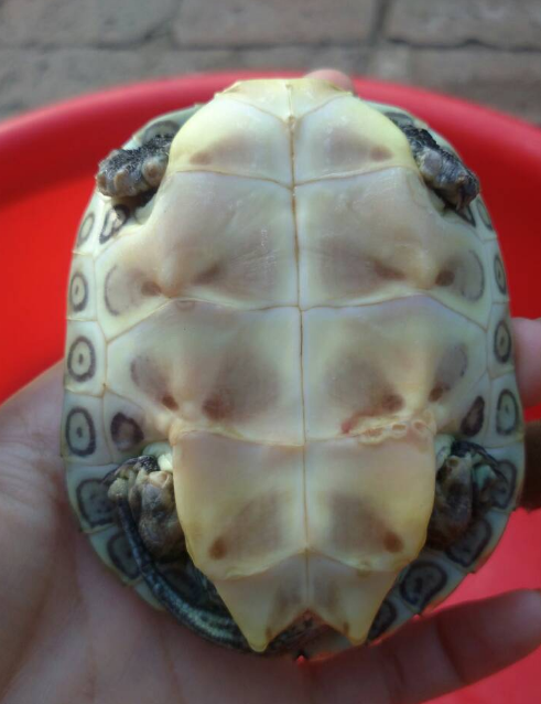 龟皮感染图片大全