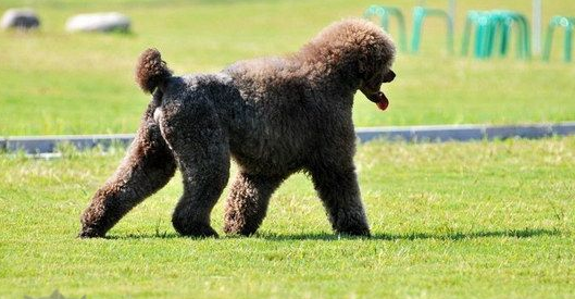 巨型贵宾犬呕吐是怎么回事？可能是因为这些