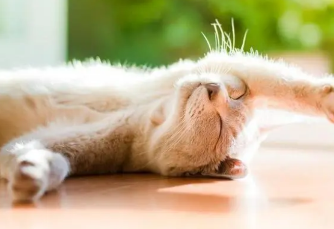 如何让猫咪瞬间开心