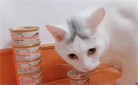 为什么猫咪不吃巅峰罐头的食物
