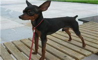 不知道小鹿犬脱毛怎么回事?看这里