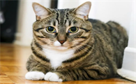 狸花猫怎么养才亲人？看这里~