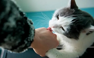 猫咪为什么舔你胳膊呢