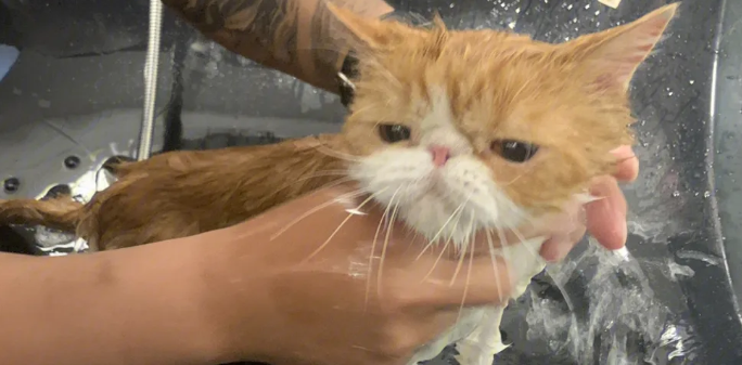 猫咪洗澡为什么这么安静呢
