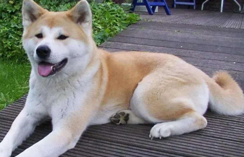 秋田犬发情不吃饭怎么办? 试试这个办法