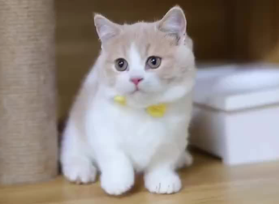 每日了解:曼基康猫绝育要注意什么? 每日了解:曼基康猫绝育要注意什么?