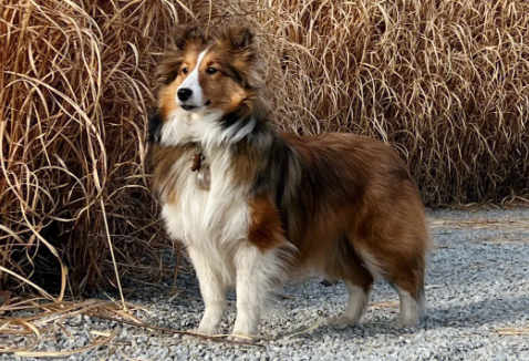 喜乐蒂牧羊犬怎么养？这些养护方法你不要错过。