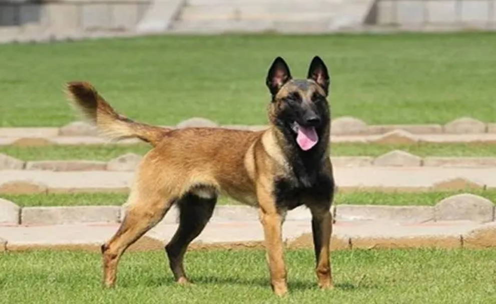 马犬怎么训,你了解吗? 马犬怎么训,你了解吗?