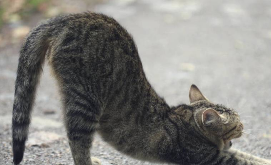 如果流浪猫会武功，狸花猫最厉害，橘猫大招笑死人 