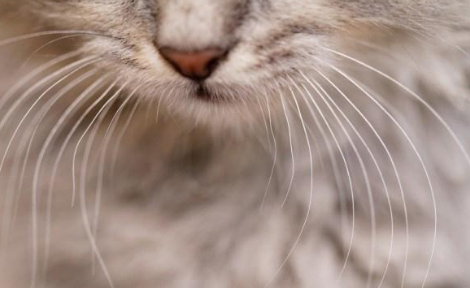猫咪胡子卷了是缺钙吗