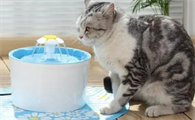 怀孕的猫咪爱喝水怎么回事