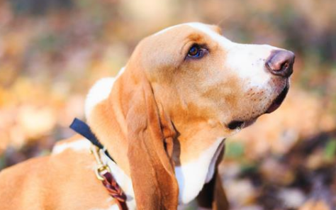 巴吉度犬感冒怎么办?速速来get 巴吉度犬感冒怎么办?速速来get