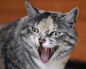 猫脾气好不好怎么看