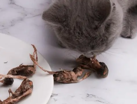 鹌鹑肉猫可以吃吗 鹌鹑肉猫可以吃吗