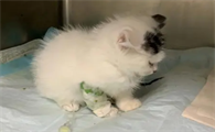 小猫身上有病毒没