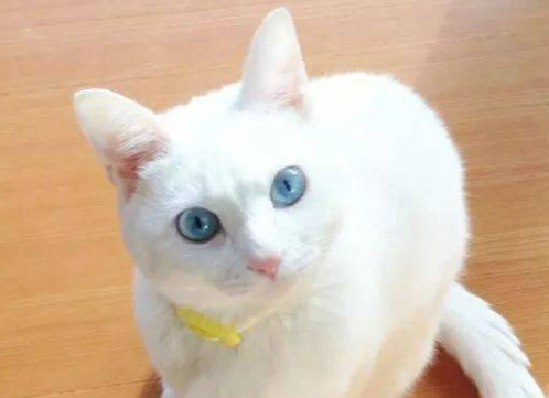 猫咪是什么动物类型