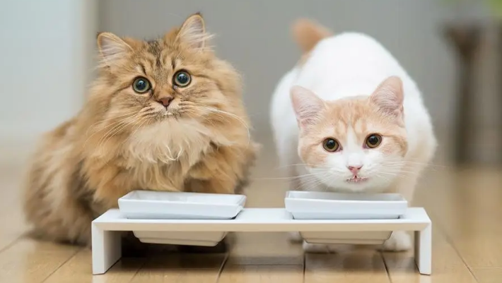 猫咪为什么蹲着坐着不动 猫咪为什么蹲着坐着不动