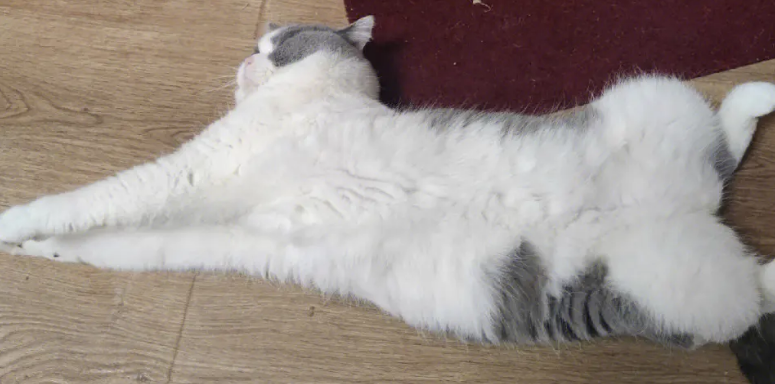 猫咪为什么开门打滚 猫咪为什么开门打滚