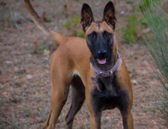 训练马犬搜索能力的方法,这里可以了解~ 训练马犬搜索能力的方法,这里可以了解~