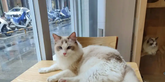 猫为什么喜欢蹭家具