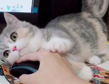 猫是不是都很粘人