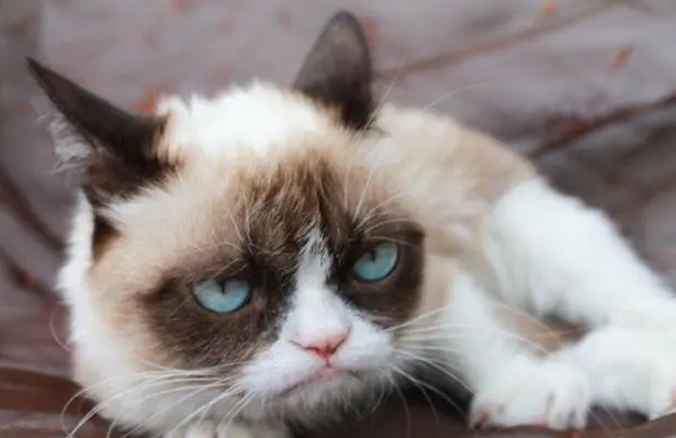 猫咪为什么表情忧郁呢