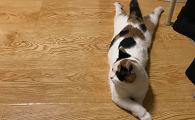 猫咪趴着会累吗为什么